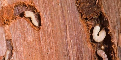 Borba protiv potkornjaka - kako se riješiti i spasiti drvo u vrtu